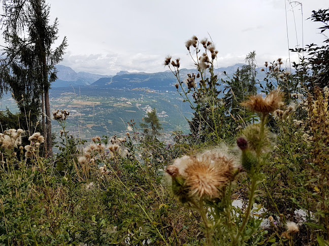 Comentarii opinii despre Restaurant Ile Falcon