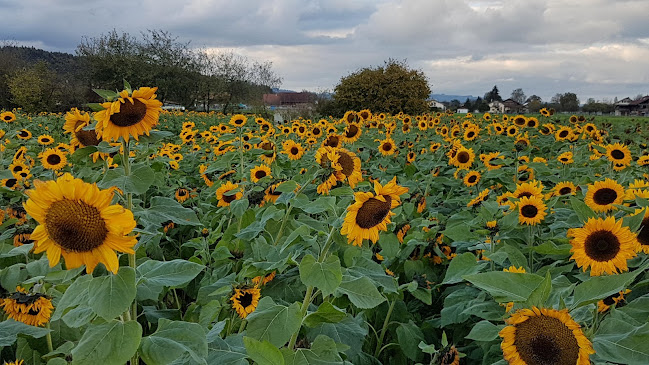 GnussBär - Thun - Gastronomie und Hotellerie