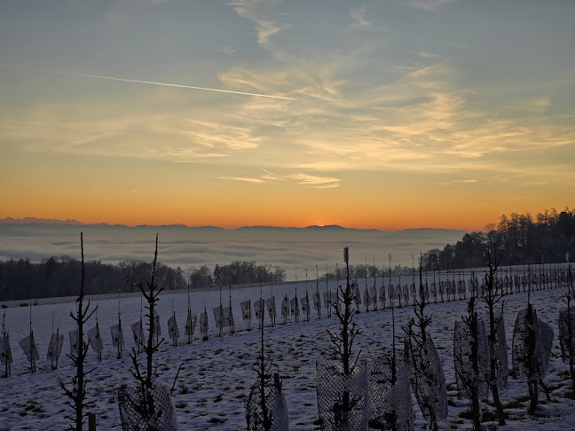 Comentarii opinii despre Wirtschaft Stelzenhof AG