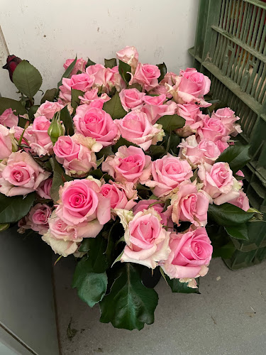 Weggiser Rosen Pfrunder