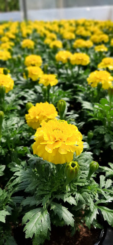 Comentarii opinii despre Point Vert Production & vente directe Saxon