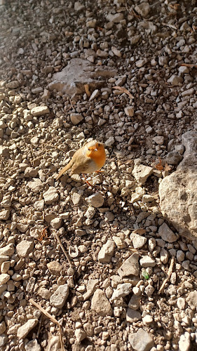 Opinii despre Burg-Strahlegg GmbH în Weesen - Gastronomie und Hotellerie