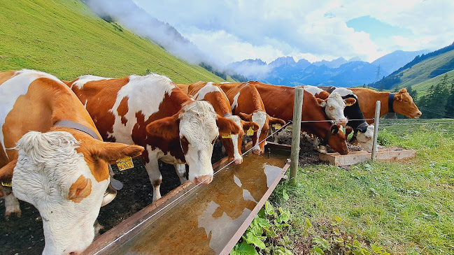 Ritzli Alp, 1656 Jaun