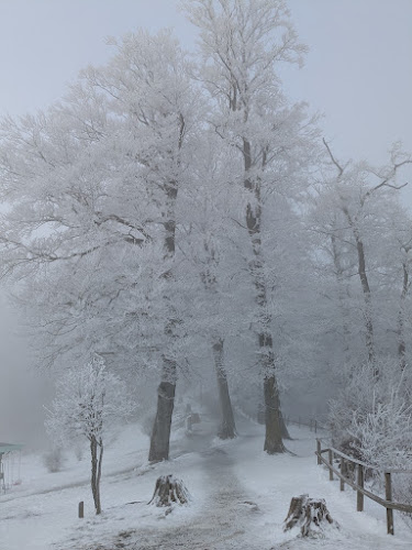 Comentarii opinii despre Restaurant Felsenegg