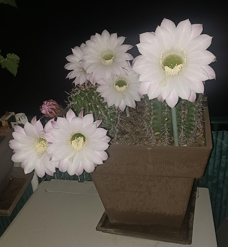 Comentarii opinii despre Le Marché de la Plaine du Loup