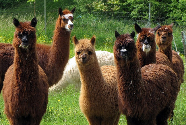 Altersheim + Pflegeheim Ruttigen