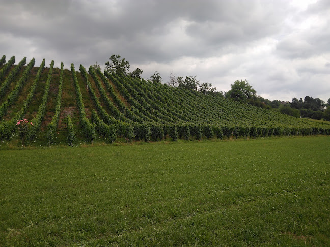 Heiri Bolleter Weinbau GmbH - Gastronomie und Hotellerie
