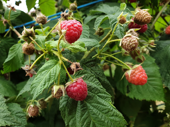 Rte H.-C.-Forestier 10, 1217 Meyrin