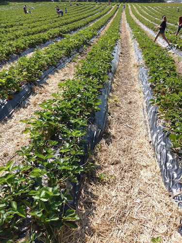 Chem. du Boulard, 1032 Romanel-sur-Lausanne