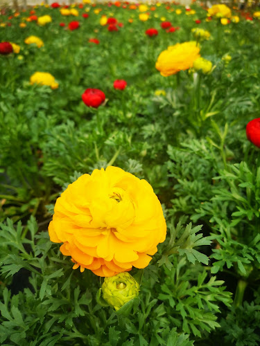 Point Vert Production & vente directe Saxon - Saxon