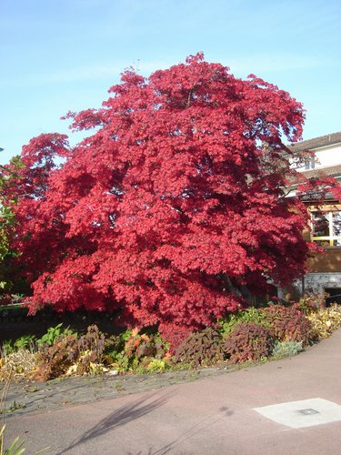 Comentarii opinii despre Wirtschaft Stelzenhof AG