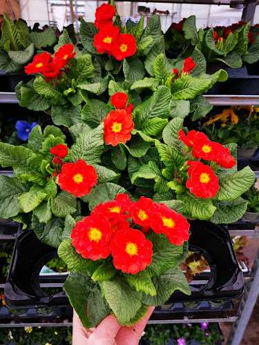 Comentarii opinii despre Point Vert Production & vente directe Saxon