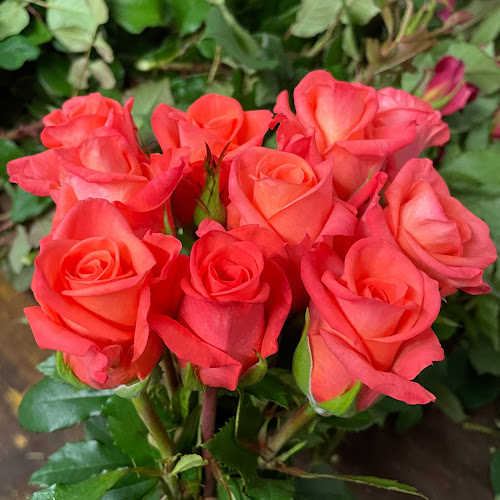 Opinii despre Weggiser Rosen Pfrunder în Weggis - Gastronomie und Hotellerie