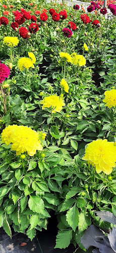 Rue du Vacco 27, 1907 Saxon