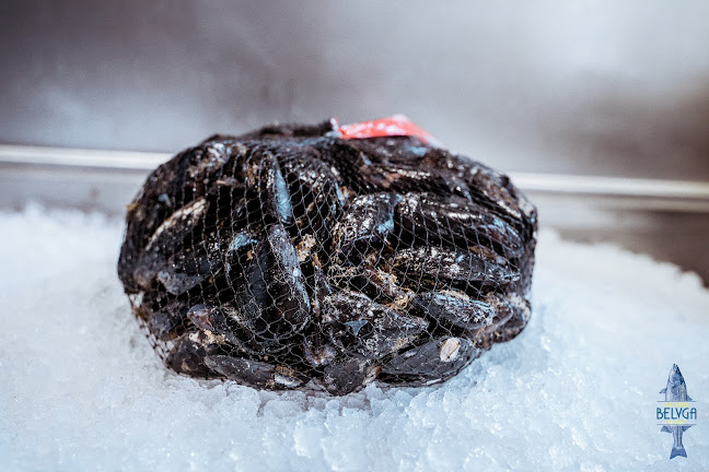 Comentarii opinii despre Ristorante Pescheria Belvga