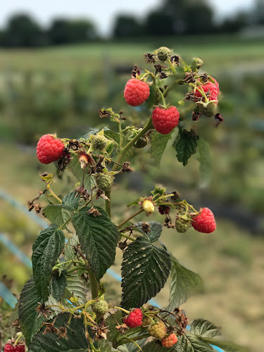 Opinii despre La Fraisière în Meyrin - Gastronomie und Hotellerie