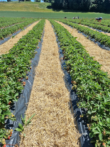 Opinii despre Denis + Samuel Pache în Romanel-sur-Lausanne - Gastronomie und Hotellerie