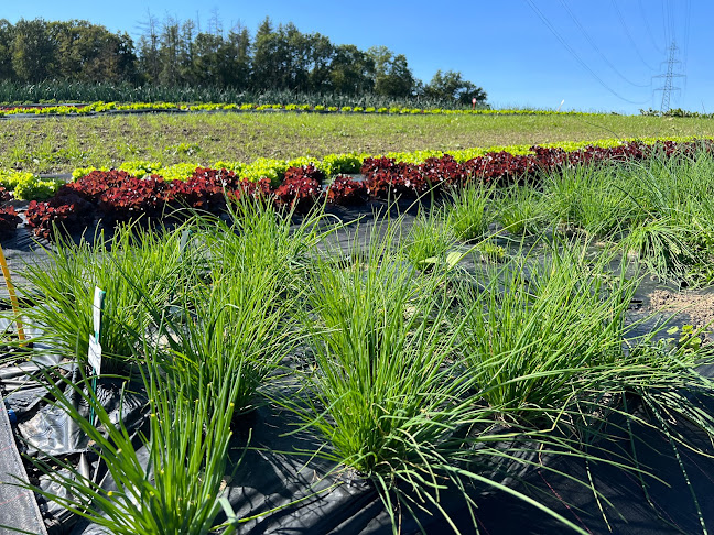 Self-Fruits Perroud - Attalens