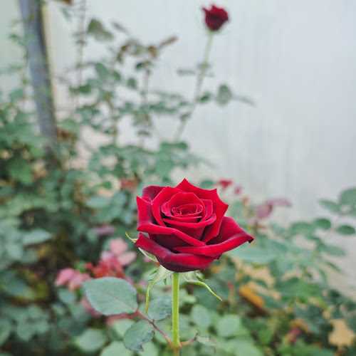 Untereggistrasse 10, 6353 Weggis