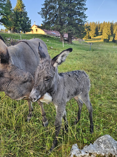 Les Tempêteries, 1453 Bullet