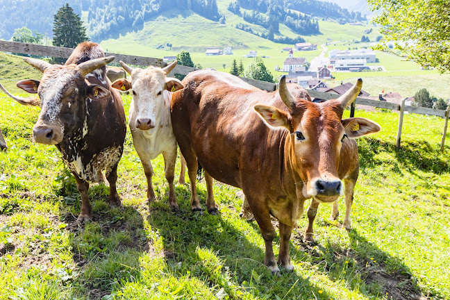 Comentarii opinii despre Zwergzebu Sihlsee