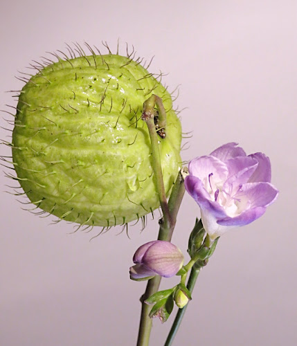 Safrangasse 6, 8200 Schaffhausen