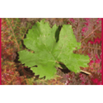 Heiri Bolleter Weinbau GmbH