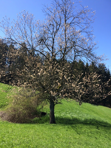 Comentarii opinii despre Restaurant Pierreberg