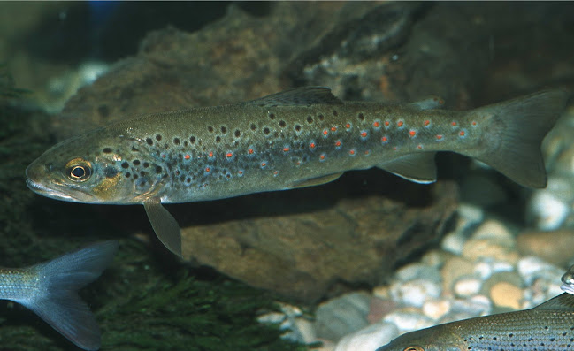 Hotel-Speiserestaurant Hallwyl AG - Seengen